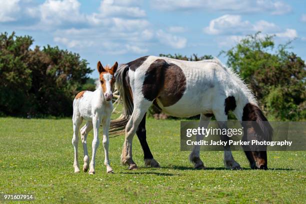 new forest ponies, mares and foals in the summer sunshine - lymington stock pictures, royalty-free photos & images