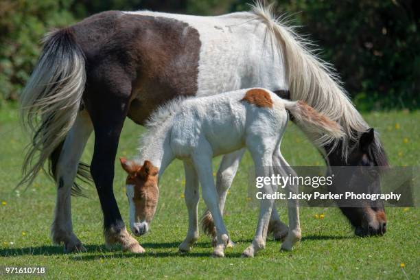 new forest ponies, mare and foal grazing in the summer sunshine - lymington stock pictures, royalty-free photos & images