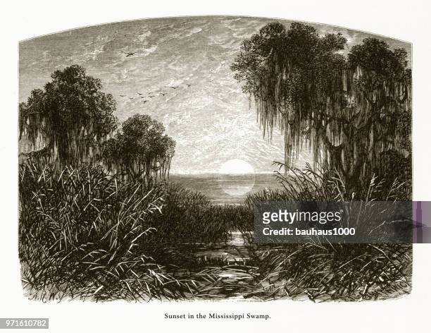 illustrations, cliparts, dessins animés et icônes de coucher de soleil dans la mississippi swamp, louisiane, états-unis, american victorienne gravure, 1872 - swamp