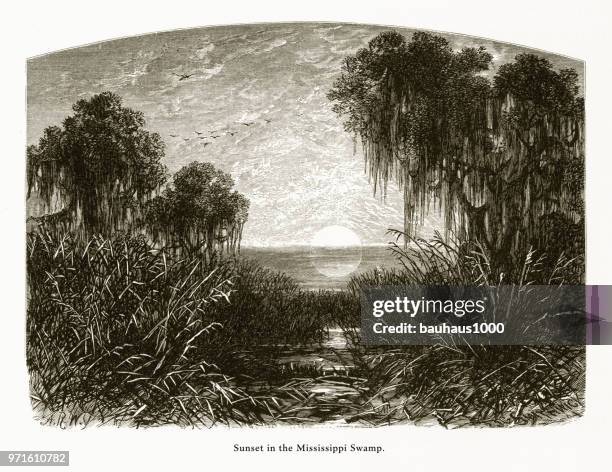 stockillustraties, clipart, cartoons en iconen met zonsondergang in de mississippi swamp, louisiana, verenigde staten, amerikaanse victoriaanse gravure, 1872 - swamp