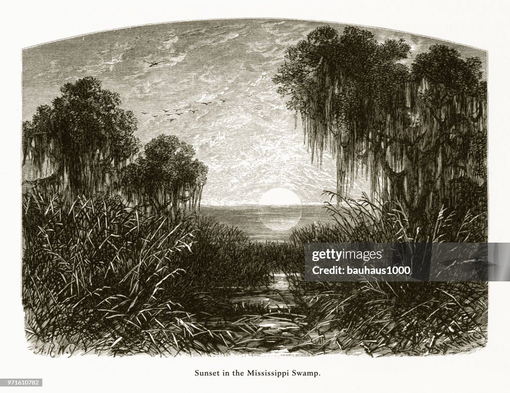 Sunset in the Mississippi Swamp, Louisiana, United States, American Victorian Engraving, 1872