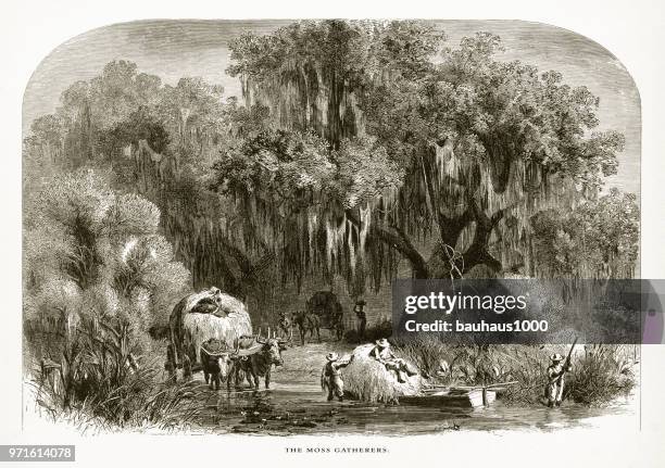 gathering spanish moss in a swamp on the mississippi, louisiana, united states, american victorian engraving, 1872 - air plant stock illustrations