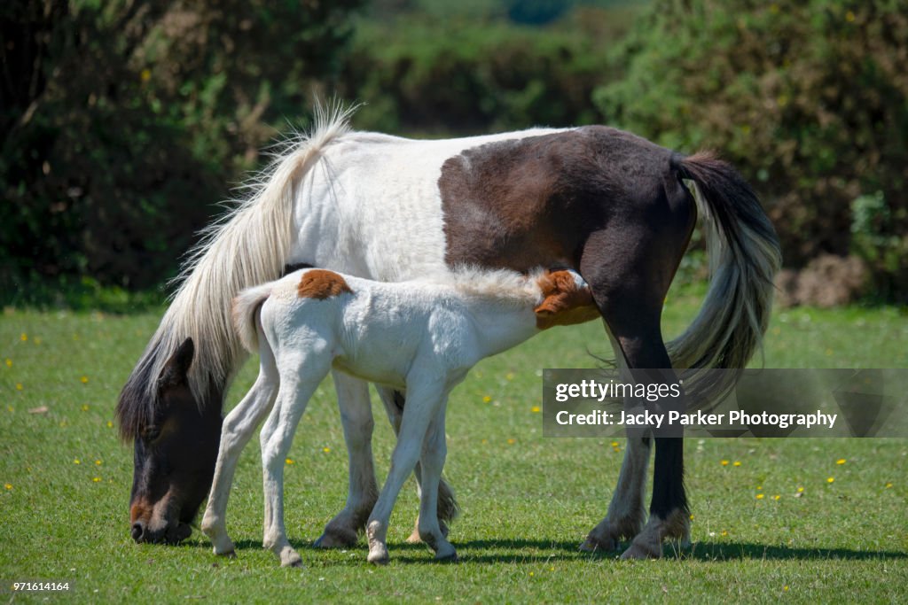 New Forest ponies, a foal taking a drink from its mother