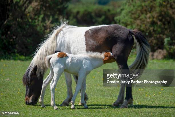 new forest ponies, a foal taking a drink from its mother - lymington stock pictures, royalty-free photos & images