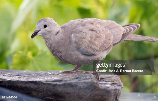 close-up of eurasian collared dove, (streptopelia decaocto). - columbiformes stock-fotos und bilder