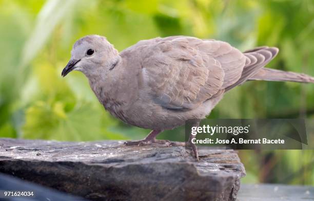 close-up of eurasian collared dove, (streptopelia decaocto). - columbiformes stock pictures, royalty-free photos & images