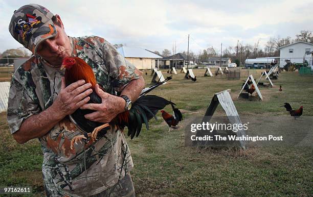 February 4, 2008 CREDIT: Carol Guzy/ The Washington Post Holden LA DYING DAYS OF COCKFIGHTING IN AMERICA. A profile of breeders and fighters, what...