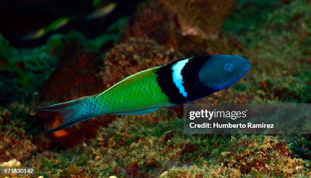 Blue Head Rass 48 Bluehead Wrasse Stock Photos, High-Res Pictures, and Images - Getty ...