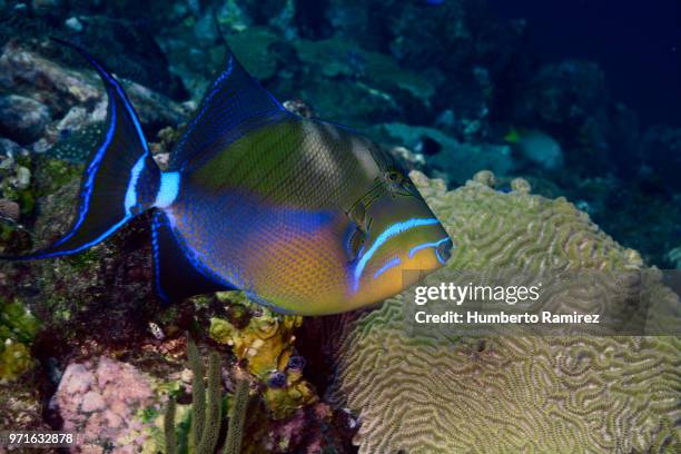 queen triggerfish. - triggerfish stock pictures, royalty-free photos & images
