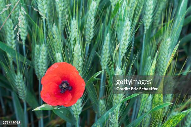 a poppy in a field of barley - eric schaeffer bildbanksfoton och bilder