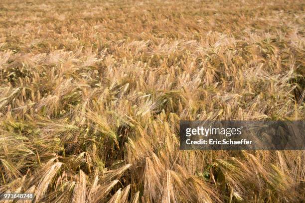 field of barley in spring - eric schaeffer bildbanksfoton och bilder