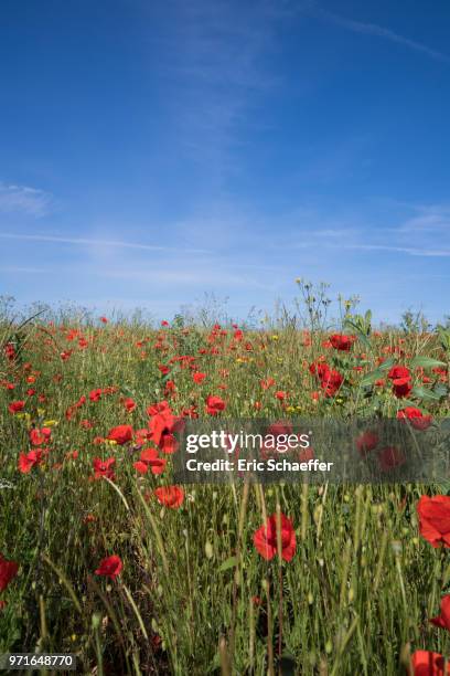 field of poppies in spring - eric schaeffer stock pictures, royalty-free photos & images