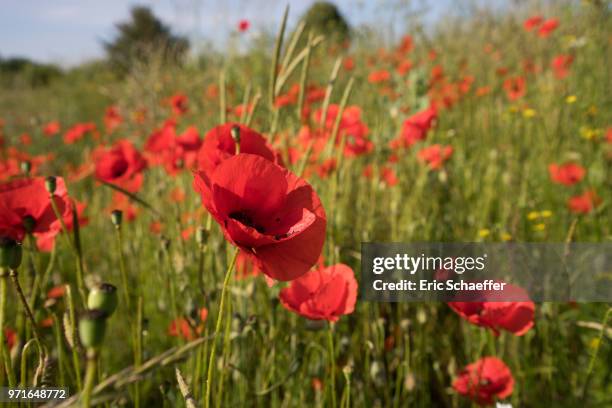 field of poppies in spring - eric schaeffer stock pictures, royalty-free photos & images