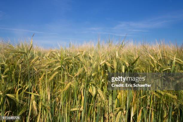 field of barley in spring - eric schaeffer stock pictures, royalty-free photos & images