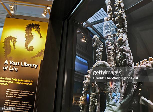 The Smithsonian National Museum of Natural History will unveil its' new Ocean Hall next week. Pictured, a 9-foot-tall giant squid, right, is one of...