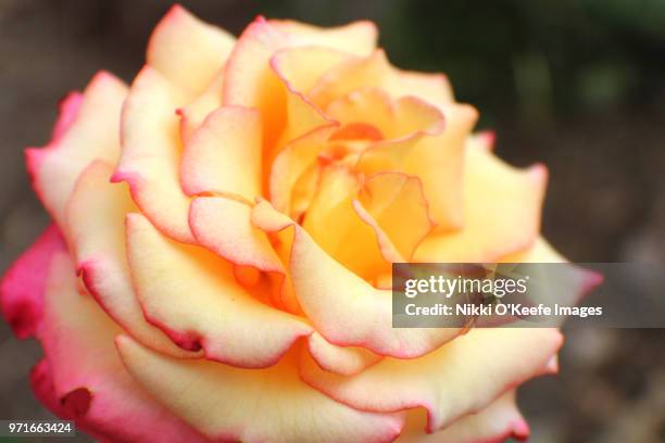 yellow and pink ruffles - natick stock pictures, royalty-free photos & images