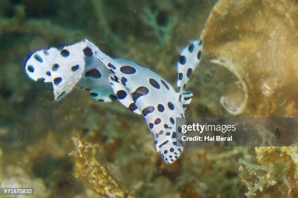 barramundi juvenile - barramundi stock pictures, royalty-free photos & images