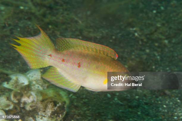 twospot wrasse - lábrido fotografías e imágenes de stock