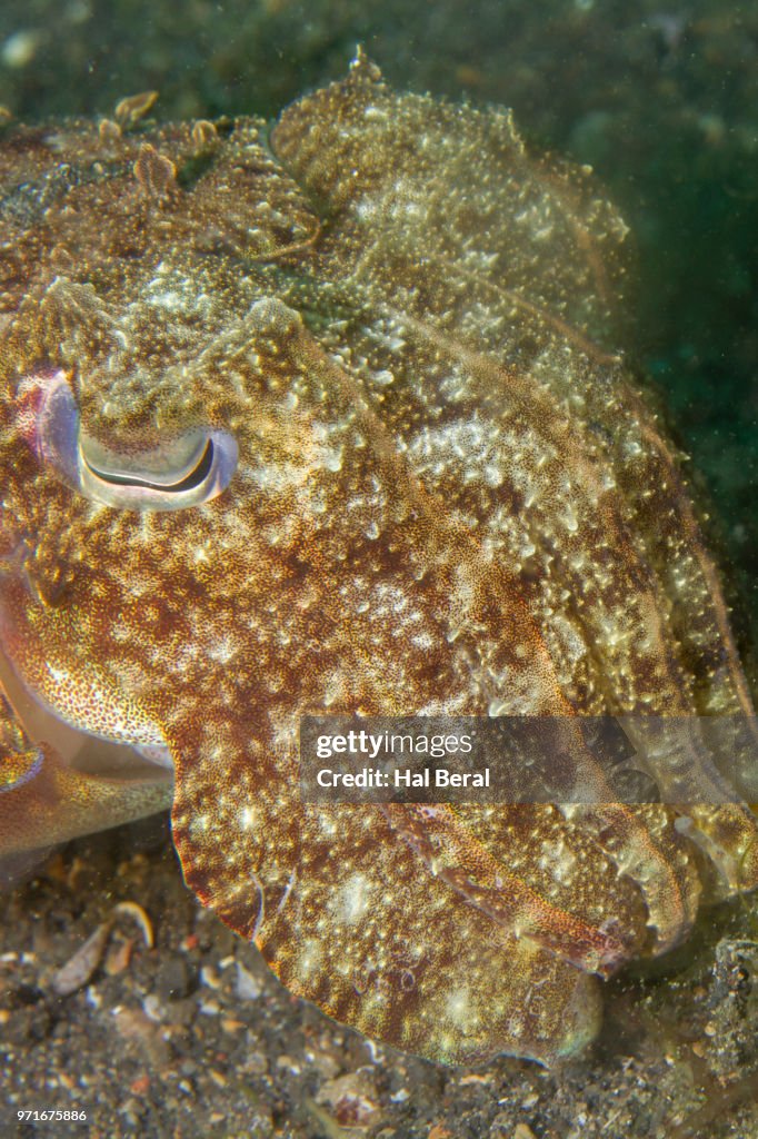 Broadclub Cuttlefish close-up