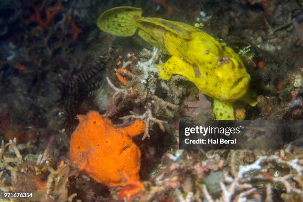 pair of painted frogfish - lembeh strait stock pictures, royalty-free photos & images