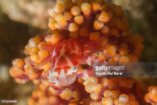 soft coral porcelain crab - lembeh strait stock pictures, royalty-free photos & images