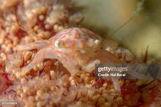 soft-coral porcelain carb - lembeh strait stock pictures, royalty-free photos & images
