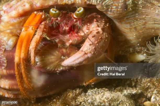 anemone hermit crab close-up - lembeh strait stock pictures, royalty-free photos & images