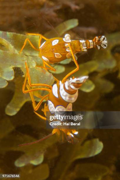 pair of squat shrimp - lembeh strait stock pictures, royalty-free photos & images