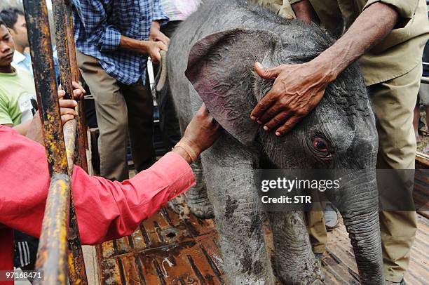 Newborn baby elephant is taken away from the site of an accident near a railway track after two adult elephants were knocked down by a train in...