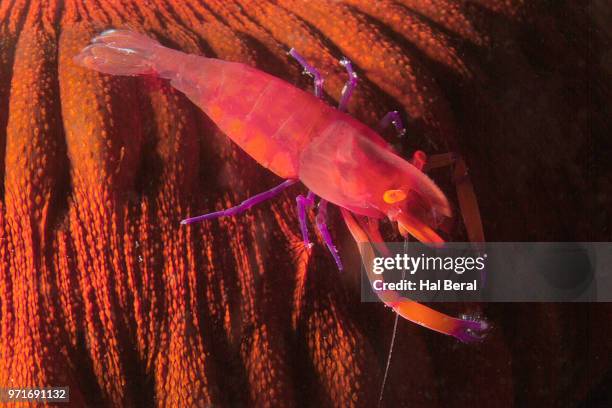 emperor shrimp - lembeh strait stock pictures, royalty-free photos & images