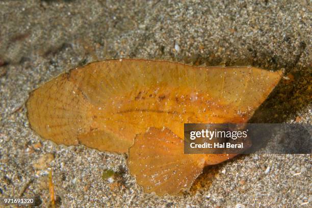 spiny waspfish - lembeh strait stock pictures, royalty-free photos & images