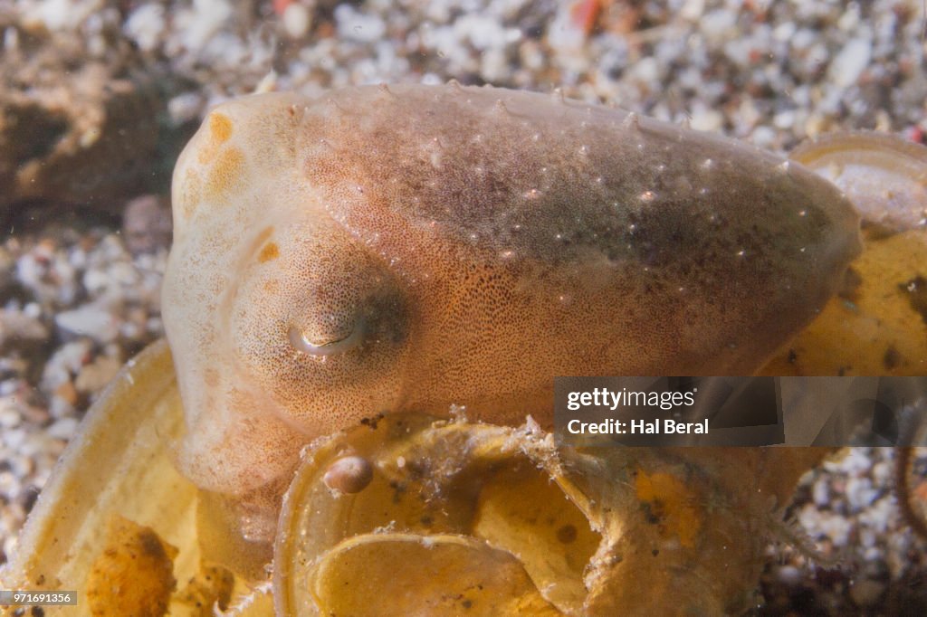 Broadclub Cuttlefish juvenile