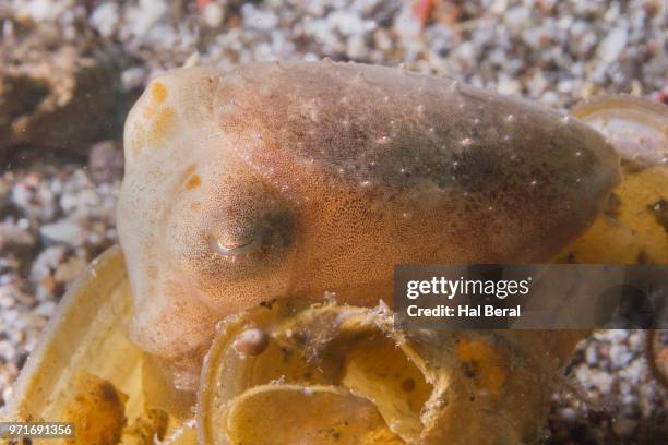 broadclub cuttlefish juvenile - lembeh strait stock pictures, royalty-free photos & images