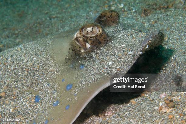 blue-spotted ribbontail ray close-up - lembeh strait stock pictures, royalty-free photos & images