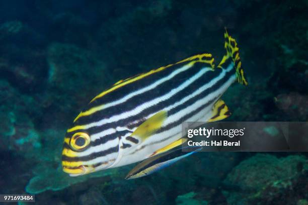 oriental sweetlips wilth bluestreak cleaner-wrasse - pesce dottore foto e immagini stock