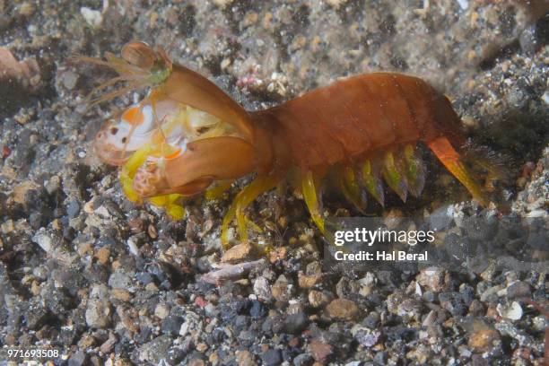 smooth mantis shrimp - lembeh strait stock pictures, royalty-free photos & images