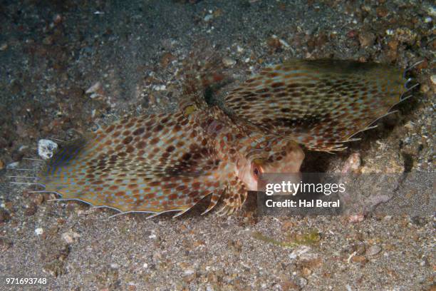 helmet gurnard - lembeh strait stock pictures, royalty-free photos & images