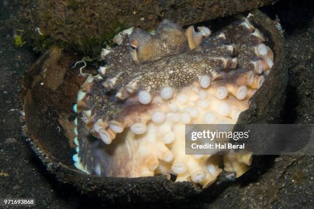 Octopus Using Shells Coconut Octopus Photos and Premium High Res Pictures - Getty Images