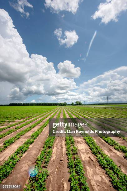 plants growing in field - florida farm stock pictures, royalty-free photos & images