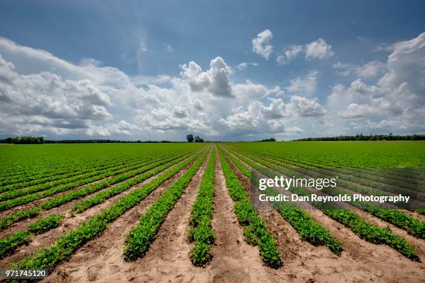 plants growing in field - florida farm stock pictures, royalty-free photos & images