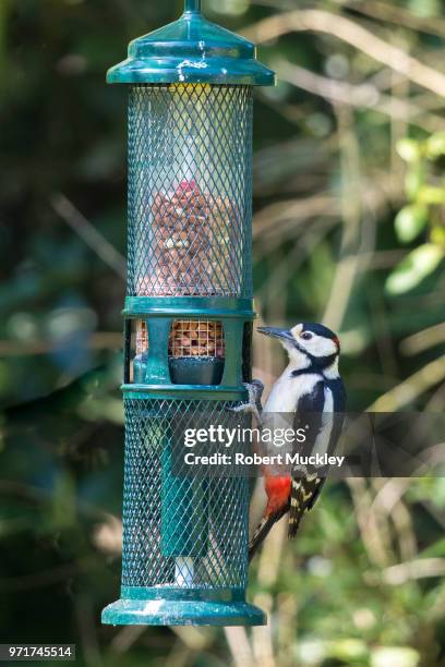 great spotted woodpecker - great spotted woodpecker stock pictures, royalty-free photos & images