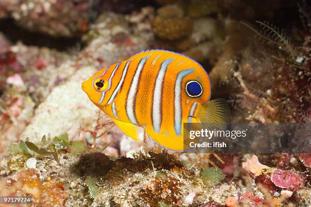 juvenile regal kaiserfisch pygoplites diacanthus insel bunaken, north sulawesi, indonesien - sulawesi stock-fotos und bilder