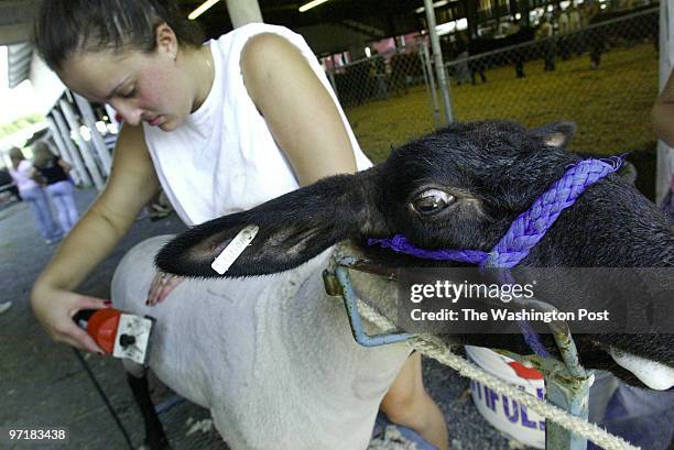 Sm_fairstm 09-23-04 Leonardtown, Md Mark Gail/TWP Chaptico Chargers 4-H club member Amanda Goddard works to get "Buddy" her suffolk market lamb...