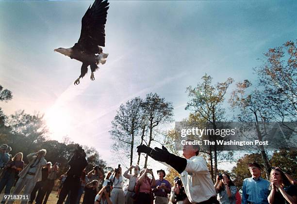 Eagle Jahi Chikwendiu/TWP Edward Clark, Jr., president of the Wildlife Center of Virginia releases an eagle named Spirit into the wild at the Mason...