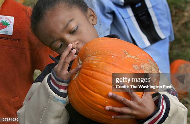 Year-old Kevin Tong, a student at Greencastle E.S. In Montgomery County, admires the pumpkin he picked at Butler's Orchard.