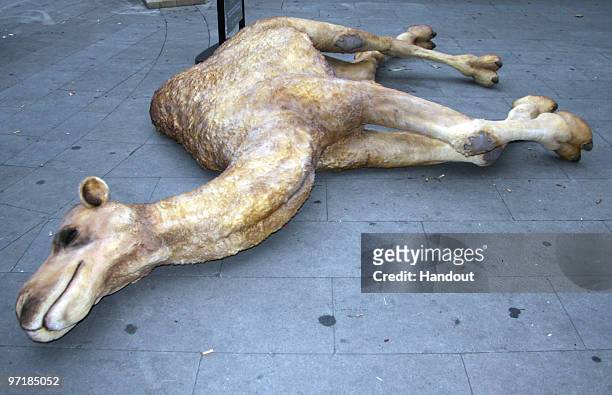 In this handout image provided by the Discovery Channel, "Camelot", a replica camel carcass simulating that used by adventurer Bear Grylls to shelter...