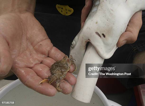 Josephm 157540--SLUG-KD/SHARK--DATE---LOCATION-Lewes, Deleware--PHOTOGRAPHER-MARVIN JOSEPH/TWP--CAPTION-KidsPost goes shark-tagging with a researcher...