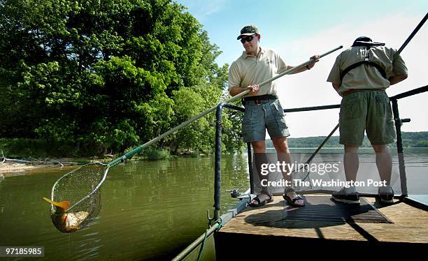 Me/snakehead date: May 26, 2004 photog: Gerald Martineau Pohick Bay area of Potomac River neg: 155981 We join VA DEPT. Of Fish & Wildlife personnal...