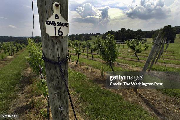 06/10/04 PHOTO BY : JOEL RICHARDSON 156517 SWEDENBURG ESTATE VINEYRAD ,,,,, JUANITA SWEDENBURG SHOWS DAMAGE TO GRAPE VINES THAT HAS KILLED MANY...