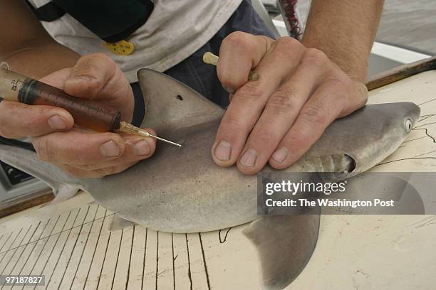 Josephm 157540--SLUG-KD/SHARK--DATE---LOCATION-Lewes, Deleware--PHOTOGRAPHER-MARVIN JOSEPH/TWP--CAPTION-KidsPost goes shark-tagging with a researcher...